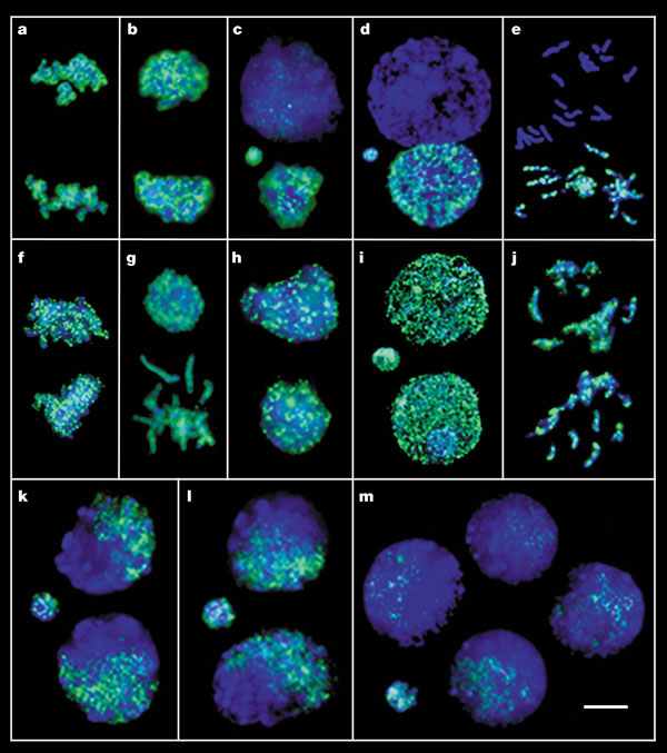 changes in methylation during embryogenesis