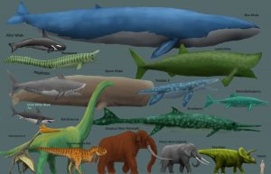 draft_megafauna_chart_by_harry_the_fox-d2m5tpa