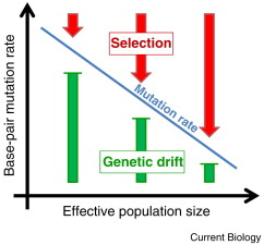 Drift/selection